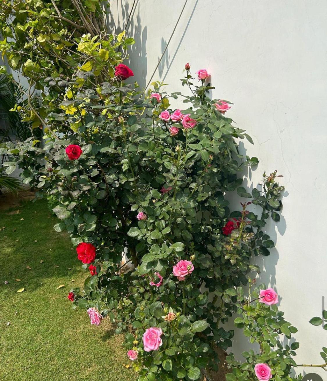 Solanki Farms & Pool Villa Garden Fully Private Jaipur Luaran gambar